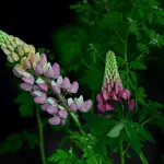 “Biodiversità in comune”: due incontri online per aiutare i Comuni a tutelare la natura nelle scelte di ogni giorno