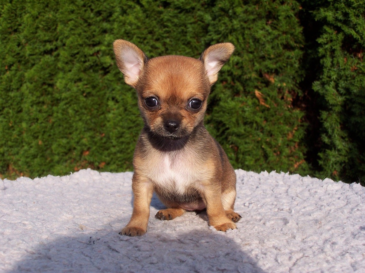 Chihuahua caratteristiche: un piccolo cane con un’identità sorprendentemente intensa, tra temperamento, sensibilità e una presenza che riempie la casa
