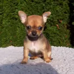 Chihuahua caratteristiche: un piccolo cane con un’identità sorprendentemente intensa, tra temperamento, sensibilità e una presenza che riempie la casa