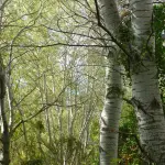 Cambiago apre il cantiere della forestazione urbana: incontro pubblico l’11 aprile