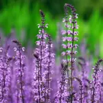 Come prendersi cura del giardino rispettando la natura: pratiche sostenibili e gestione consapevole