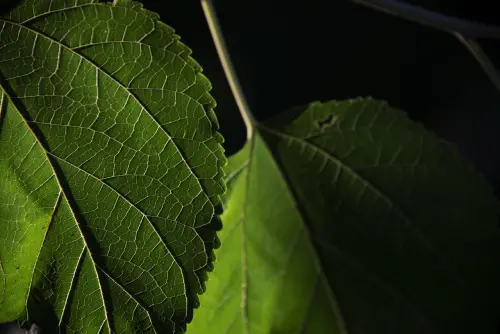 Giardino naturale vs giardino ornamentale: differenze, vantaggi e scelte pratiche
