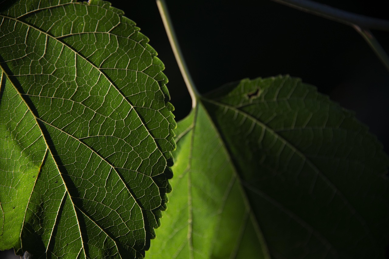 Giardino naturale vs giardino ornamentale: differenze, vantaggi e scelte pratiche