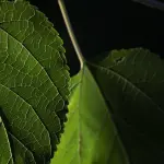 Giardino naturale vs giardino ornamentale: differenze, vantaggi e scelte pratiche