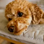 “Pets & Design”, al Fuorisalone 2026 la casa si ripensa anche per cani e gatti
