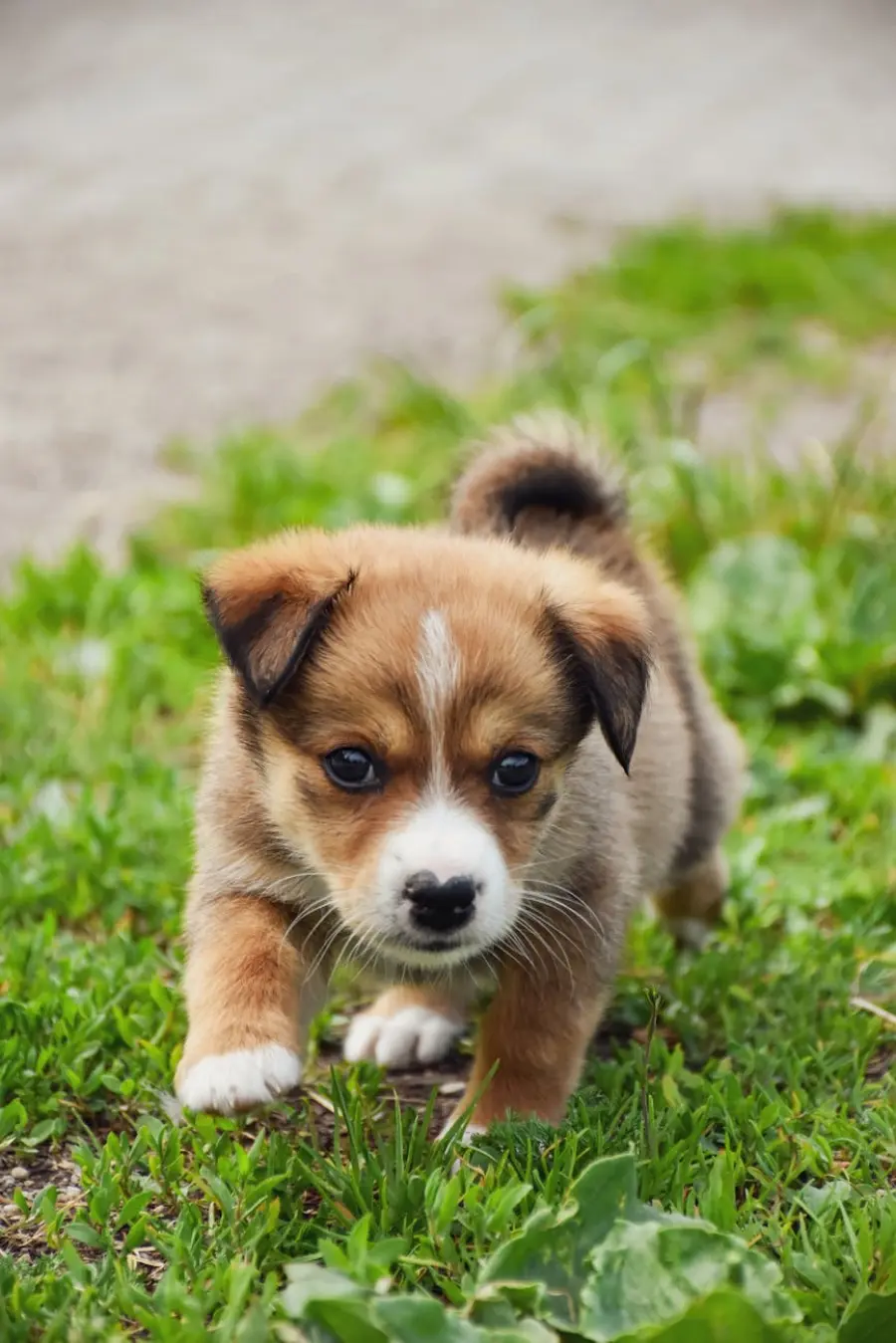 Cane: guida completa ad addestramento, salute e alimentazione corretta