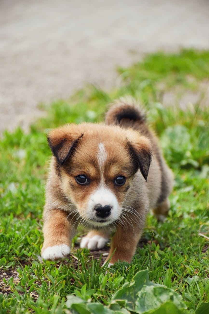 Cane: guida completa ad addestramento, salute e alimentazione corretta