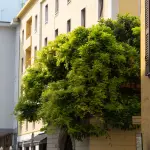 Milano città-spugna, 27 nuove aree per togliere asfalto