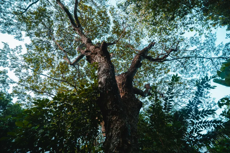 Milano, piazza Imperatore Tito diventa verde: 14 nuovi alberi