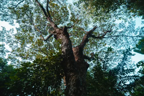 Milano, piazza Imperatore Tito diventa verde: 14 nuovi alberi