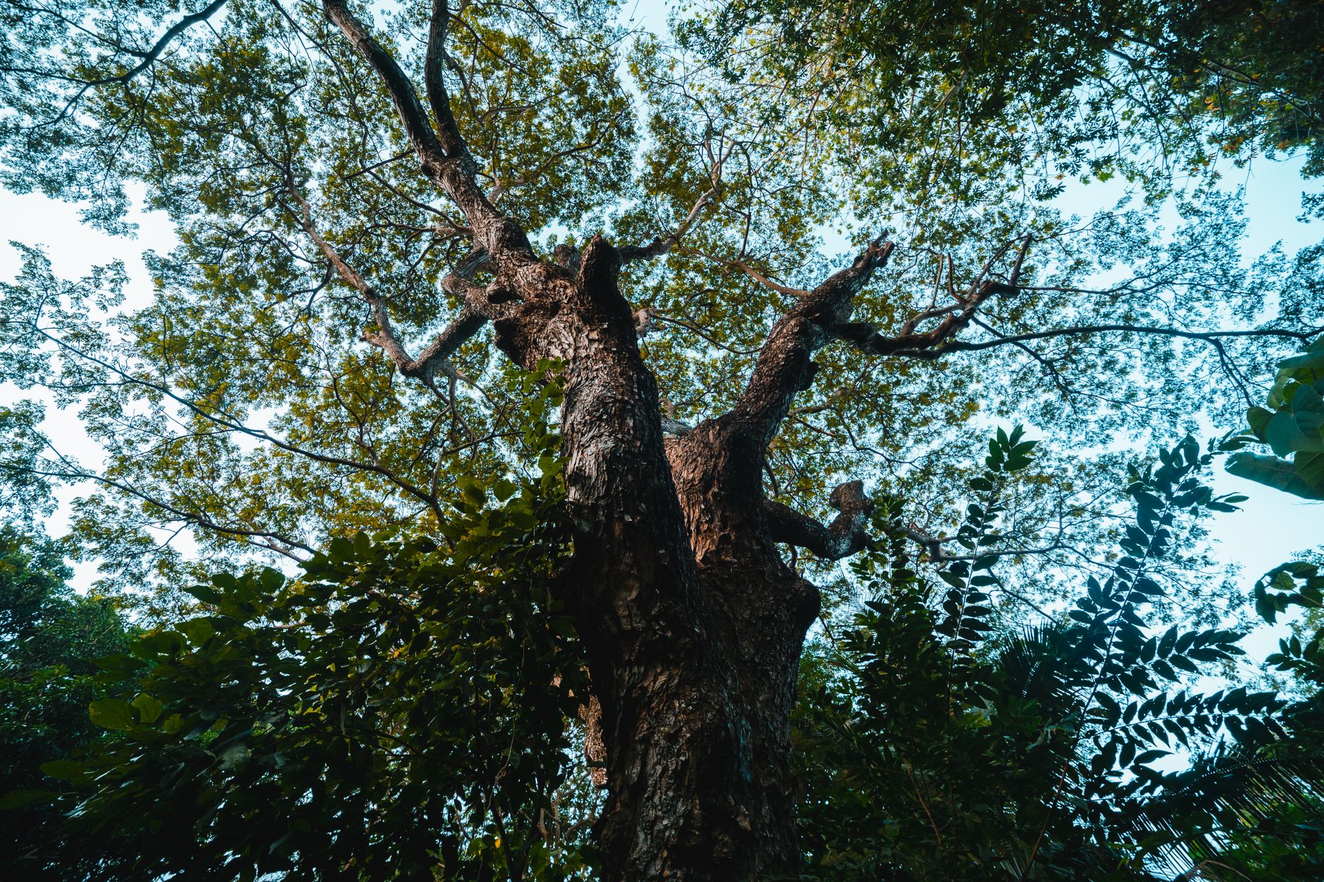 Milano, piazza Imperatore Tito diventa verde: 14 nuovi alberi