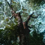 Milano, piazza Imperatore Tito diventa verde: 14 nuovi alberi