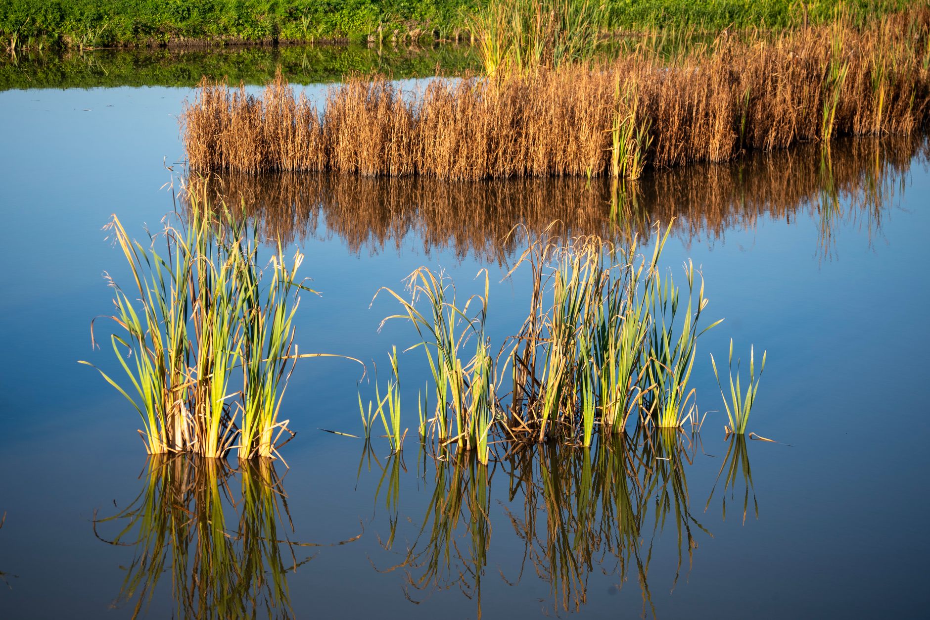 Lombardia, Water Resilience per acqua e biodiversità